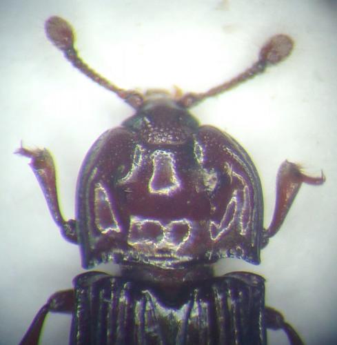 Réf. 115 770 : Suakokoia sp.