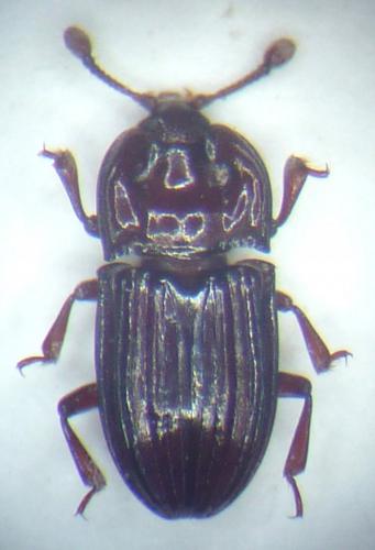 Suakokoia sp.
