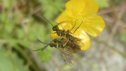Réf. 115 125 : Cephinae inconnu