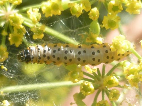 Depressaria radiella