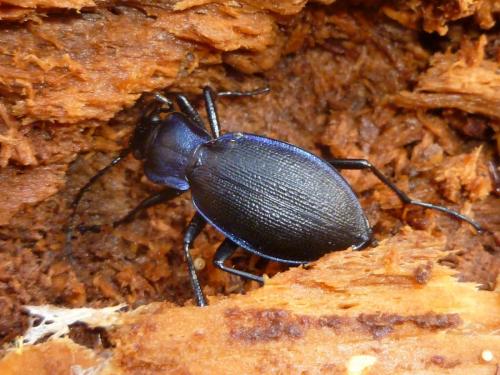 Réf. 115 628 : Carabus problematicus