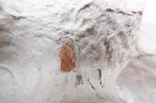 Réf. 115 171 : Acleris sp.