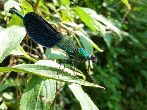 Calopteryx xanthostoma
