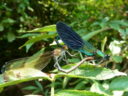 Calopteryx xanthostoma