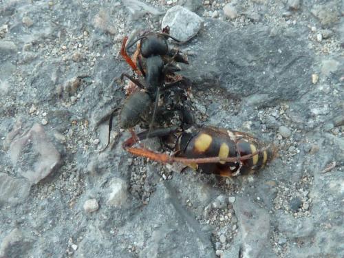 Camponotus vagus