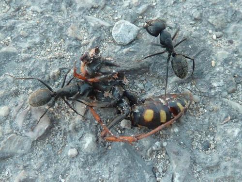 Réf. 115 451 : Camponotus vagus