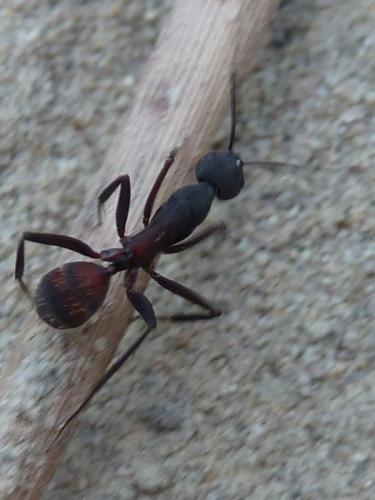 Camponotus cruentatus