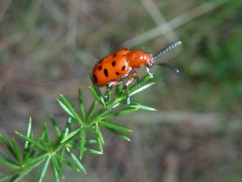 Réf. 115 490 : Crioceris duodecimpunctata