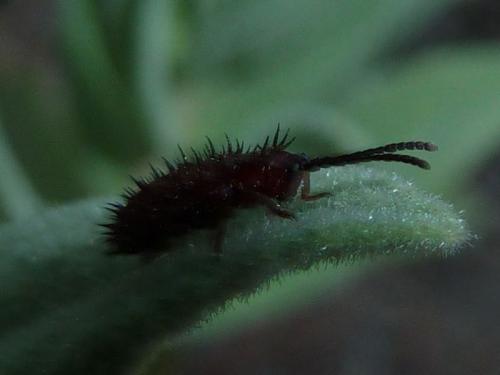 Réf. 115 491 : Dicladispa testacea