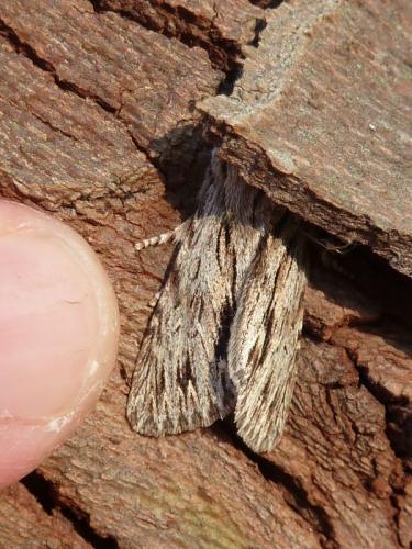 Réf. 115 343 : Asteroscopus sphinx