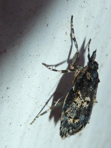Diurnea fagella
