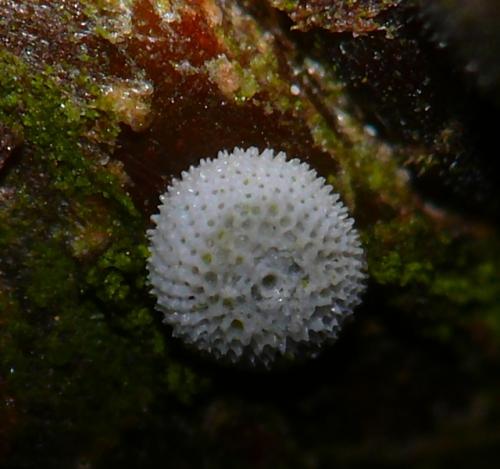 Thecla betulae