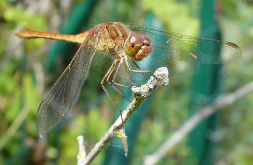 Sympetrum meridionale