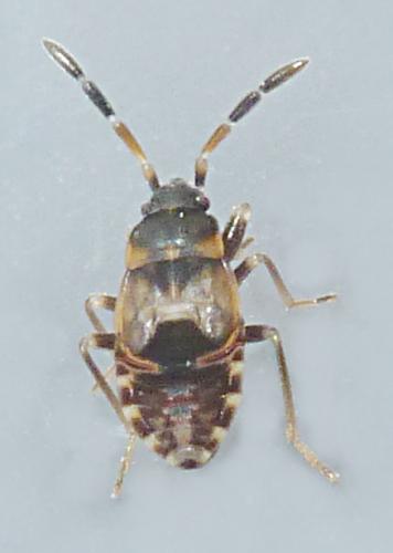 Scolopostethus sp.