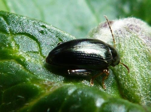 Réf. 115 987 : Psylliodes sp.