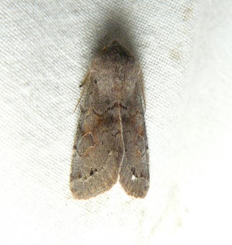 Réf. 115 856 : Orthosia populeti