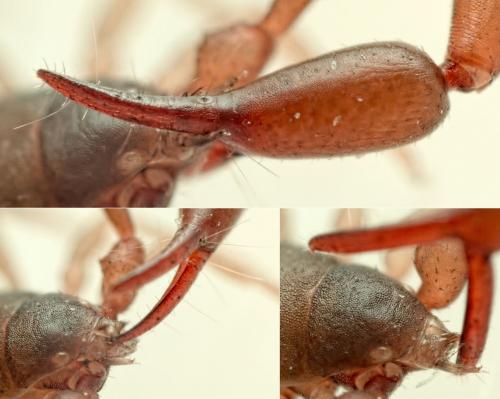 Chelifer cancroides