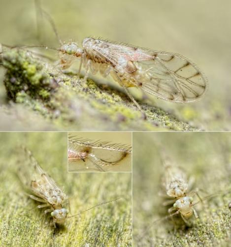 Réf. 115 272 : Trichopsocus dalii