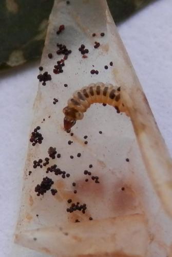 Phyllonorycter leucographella