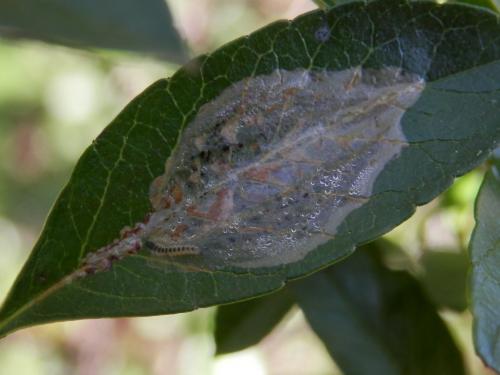 Réf. 115 221 : Phyllonorycter leucographella