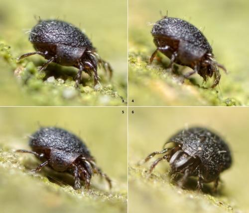 Réf. 115 644 : Eupelops sp.