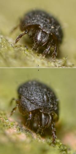 Eupelops sp.