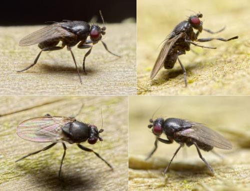 Spelobia sp.