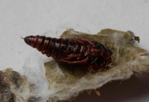 Diurnea fagella