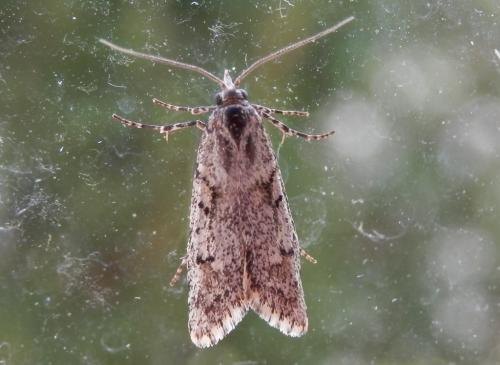 Diurnea fagella