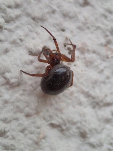Steatoda sp.