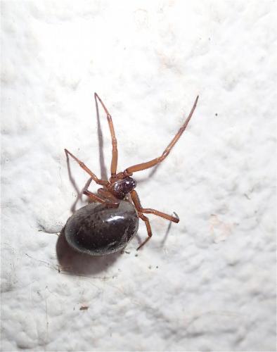 Steatoda sp.
