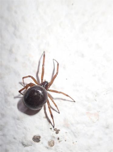 Steatoda sp.