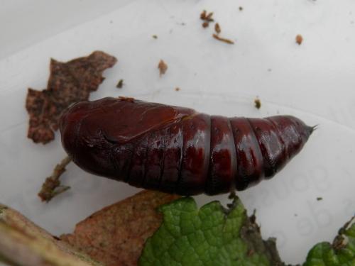 Réf. 115 979 : Orthosia incerta
