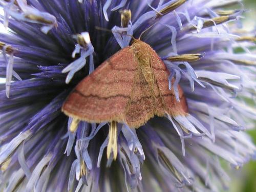 Réf. 115 329 : Scopula rubiginata
