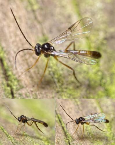 Réf. 115 010 : Hybrizon buccatus