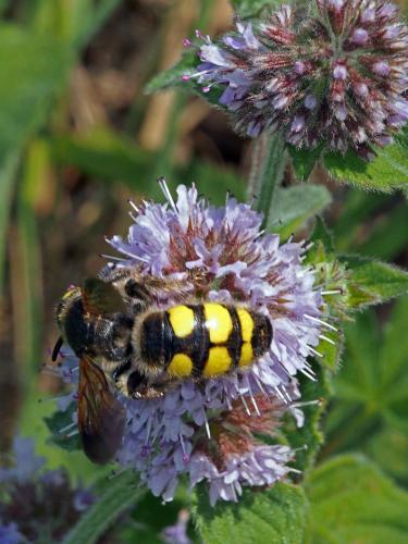 Colpa sexmaculata