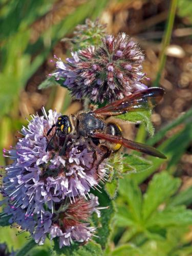 Colpa sexmaculata