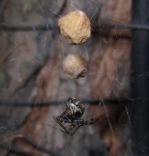 Réf. 115 260 : Parasteatoda sp.