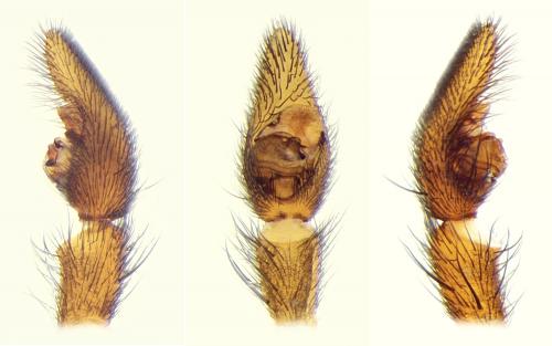 Pardosa tenuipes