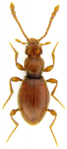 Réf. 115 749 : Scydmaenus cornutus