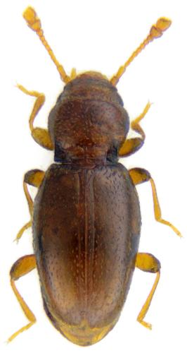 Holoparamecus niger
