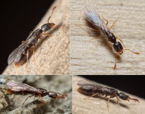 Ponerinae