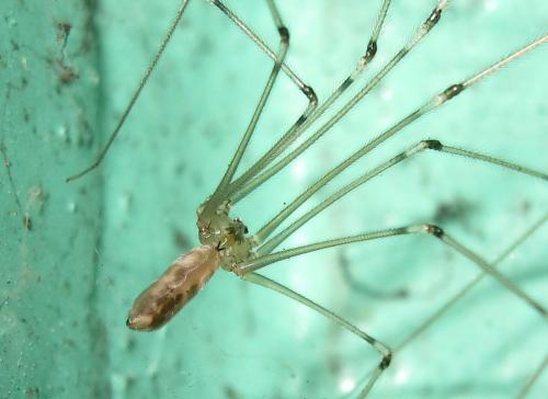 Réf. 115 259 : Pholcus phalangioides