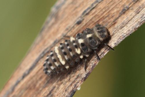Réf. 115 969 : Hippodamia tredecimpunctata