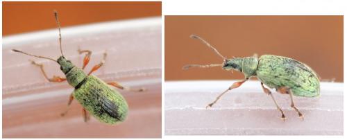 Phyllobius sp.