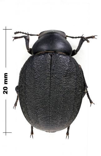 Pimelia subglobosa