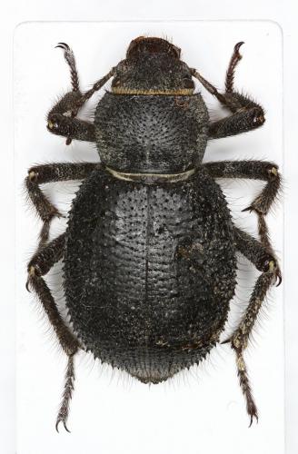 Trachyderma philistina