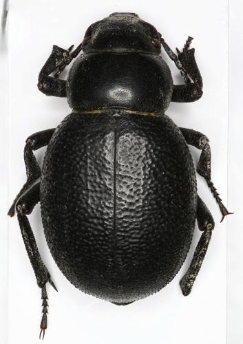 Réf. 115 160 : Pimelia bajula solieri