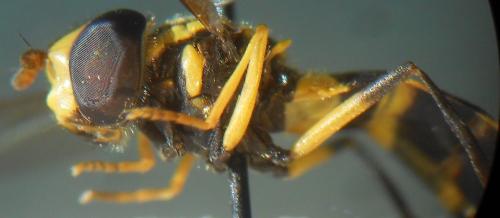 Xanthogramma sp.