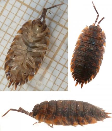 Porcellio scaber